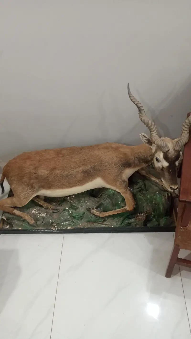Animal wall decor