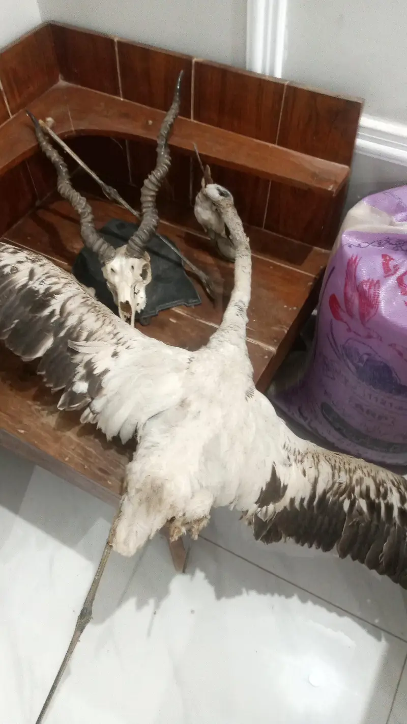 Animal wall decor — photo 3