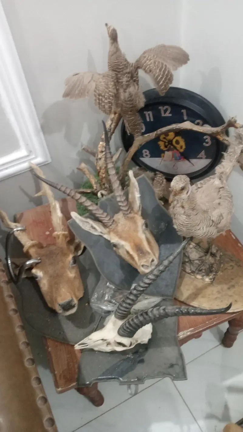 Animal wall decor — photo 4