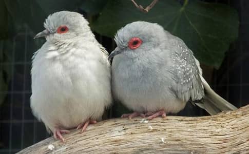 6 Pair Dove / Kabootar Sale – Healthy Birds