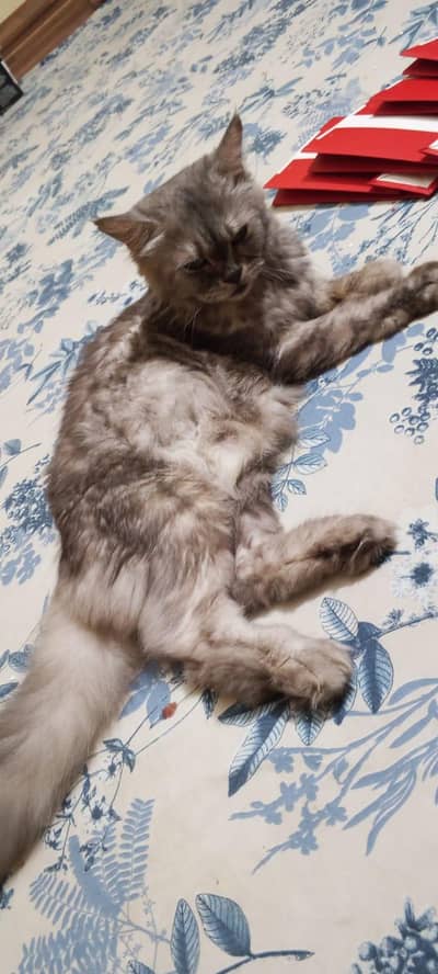 Russian cat beautiful eyes