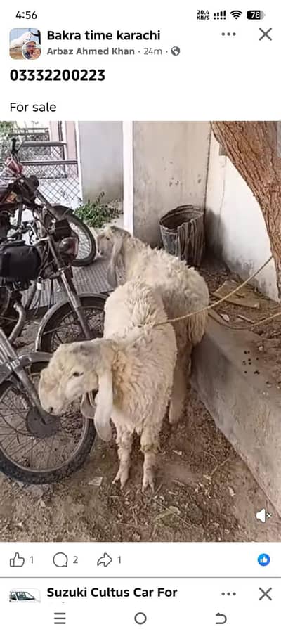 dumba achi kolite larkana