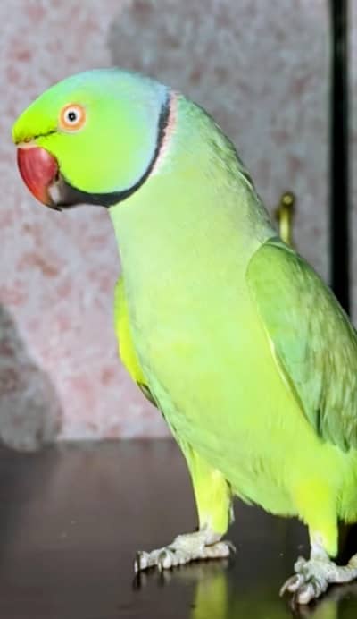 Green ringneck male for sale