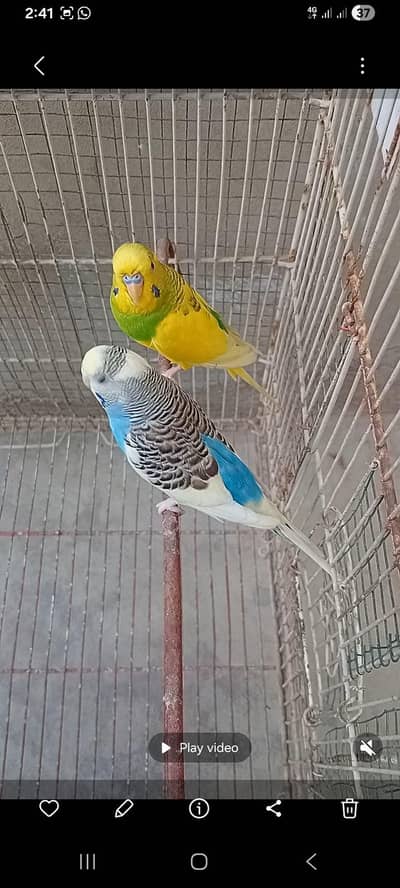 budgies