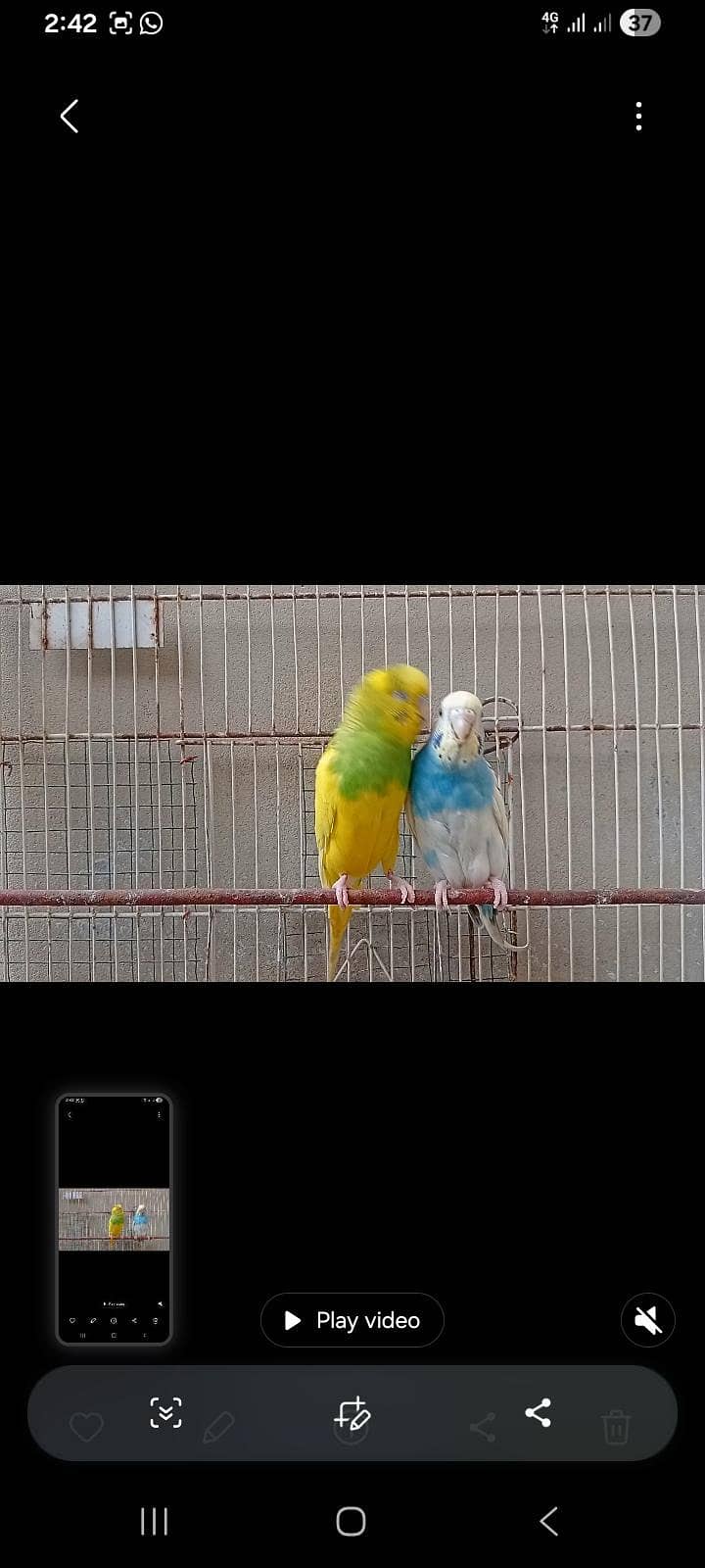budgies 1