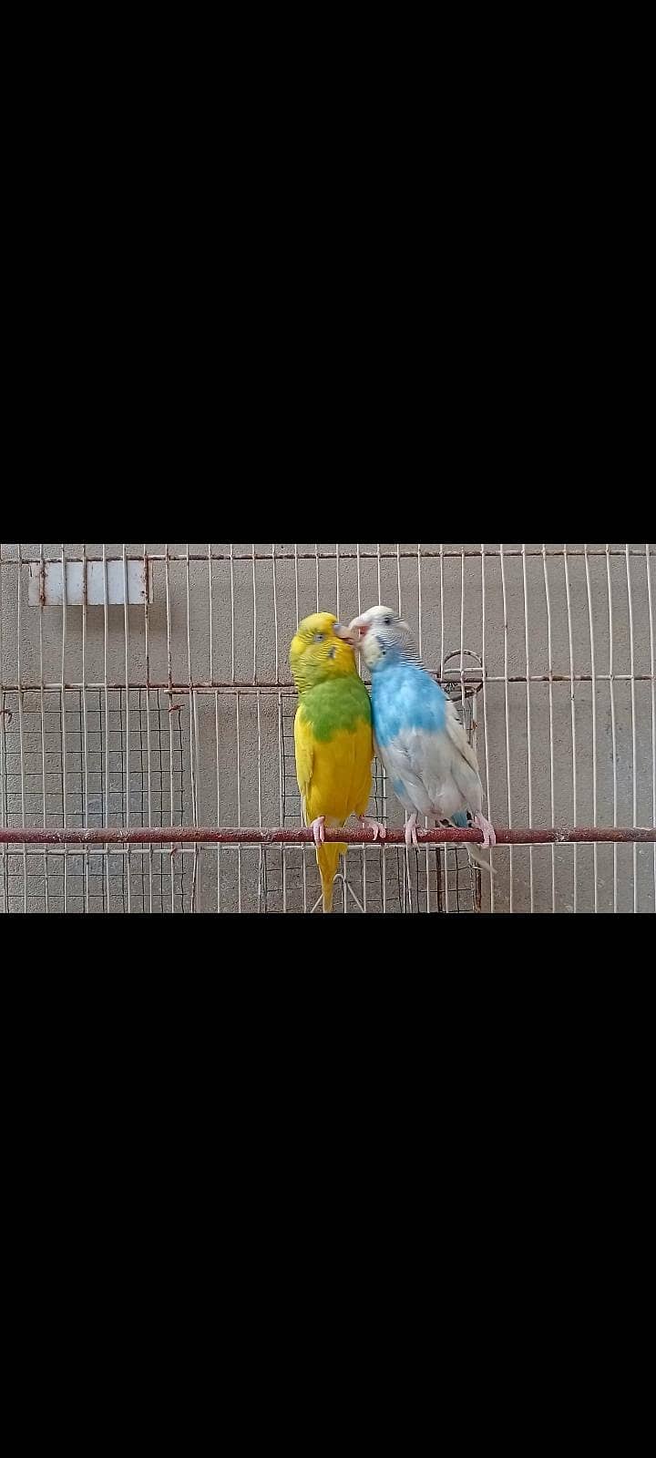 budgies 2