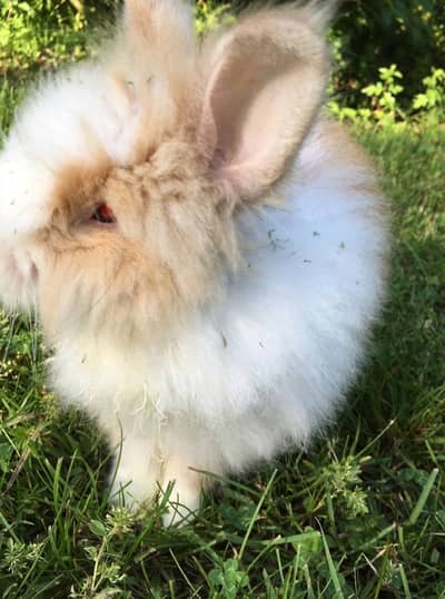 Loop female teddy bear male white newzeland jumbo