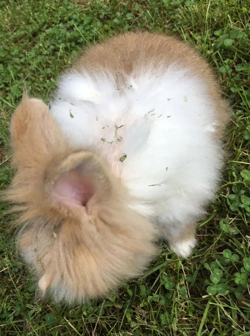 Loop female teddy bear male white newzeland jumbo — photo 2
