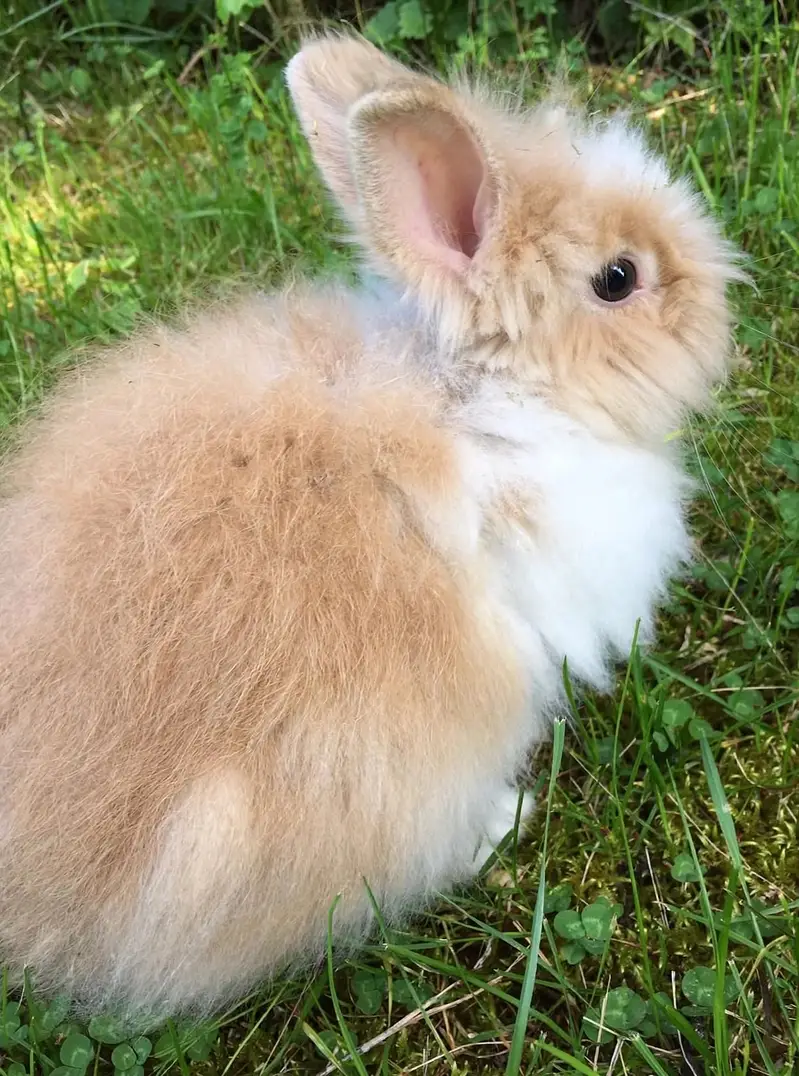 Loop female teddy bear male white newzeland jumbo — photo 3