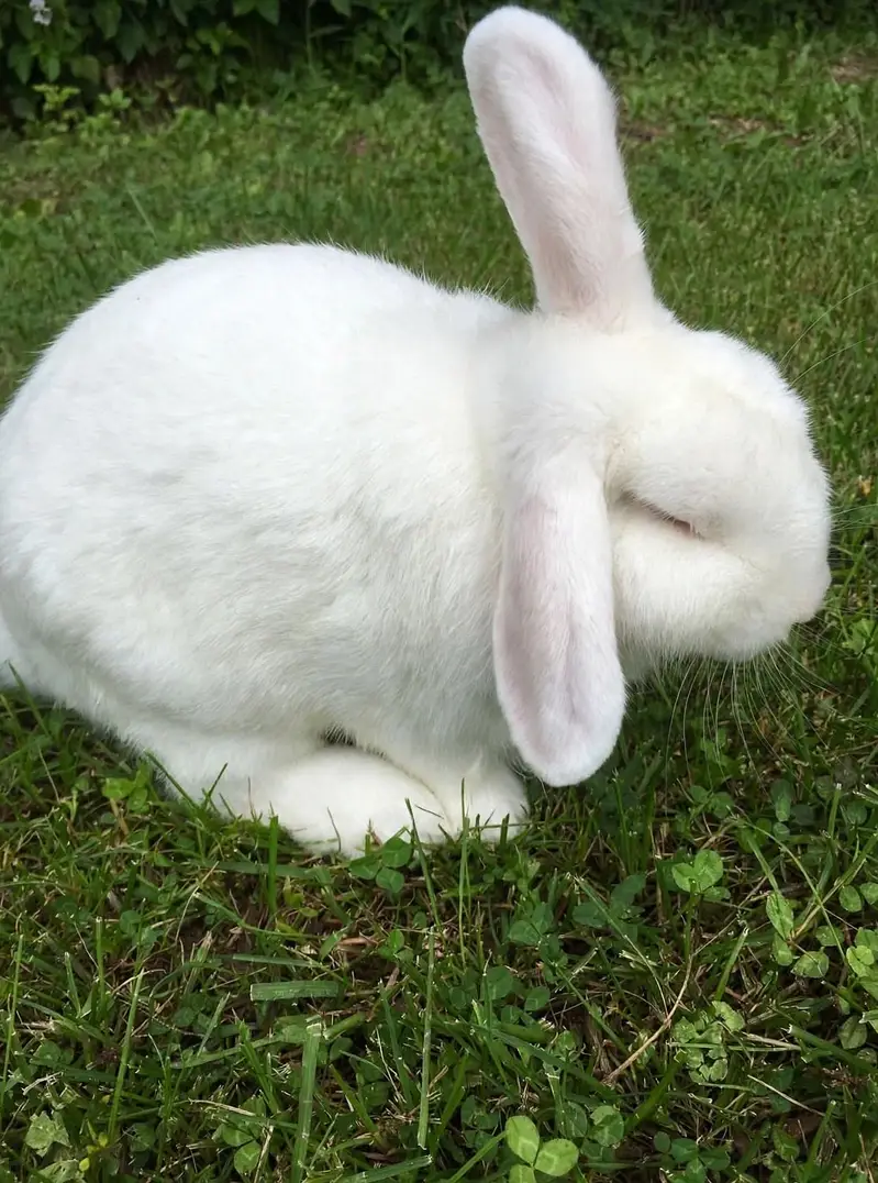 Loop female teddy bear male white newzeland jumbo — photo 8