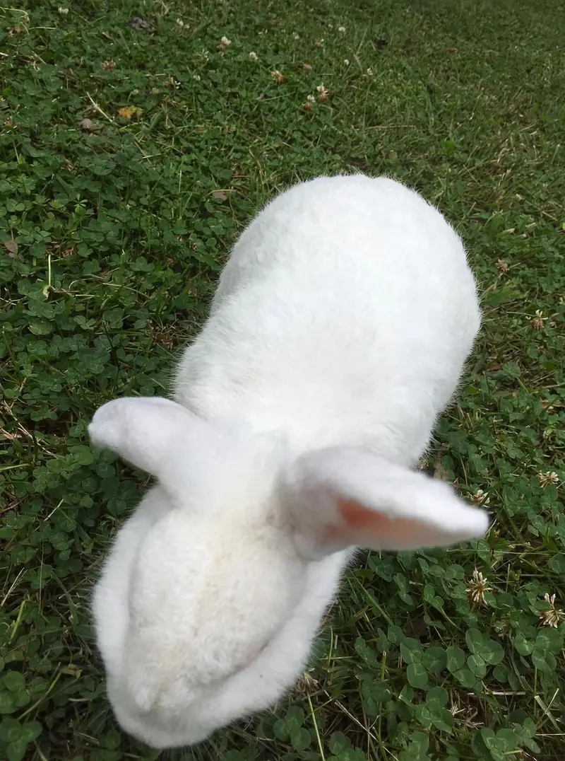 Loop female teddy bear male white newzeland jumbo — photo 9