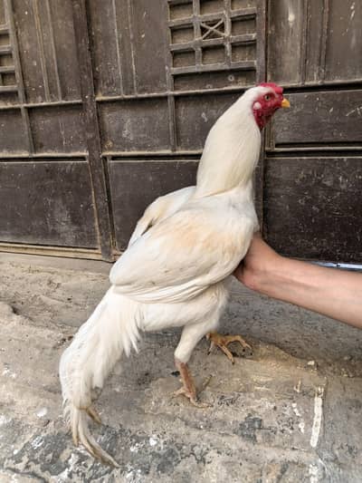 Aseel heera male