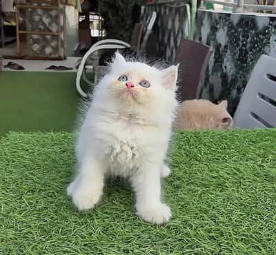 beautiful kittan and healthy for sale