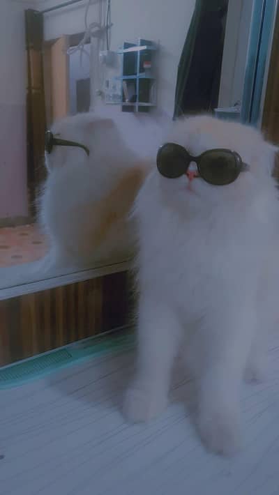 MASHALLAH PERSIAN MALE CAT FOR SALE -AC-RAISED