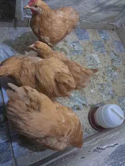 3 male and one female