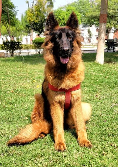 show quality imported bloodline gsd lowbak female for sale