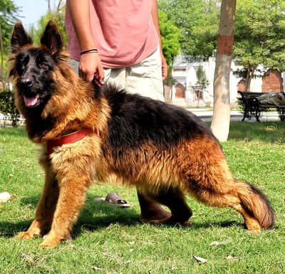 show quality imported bloodline gsd lowbak female for sale