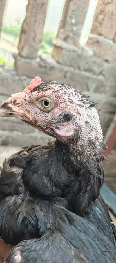 Aseel murgh