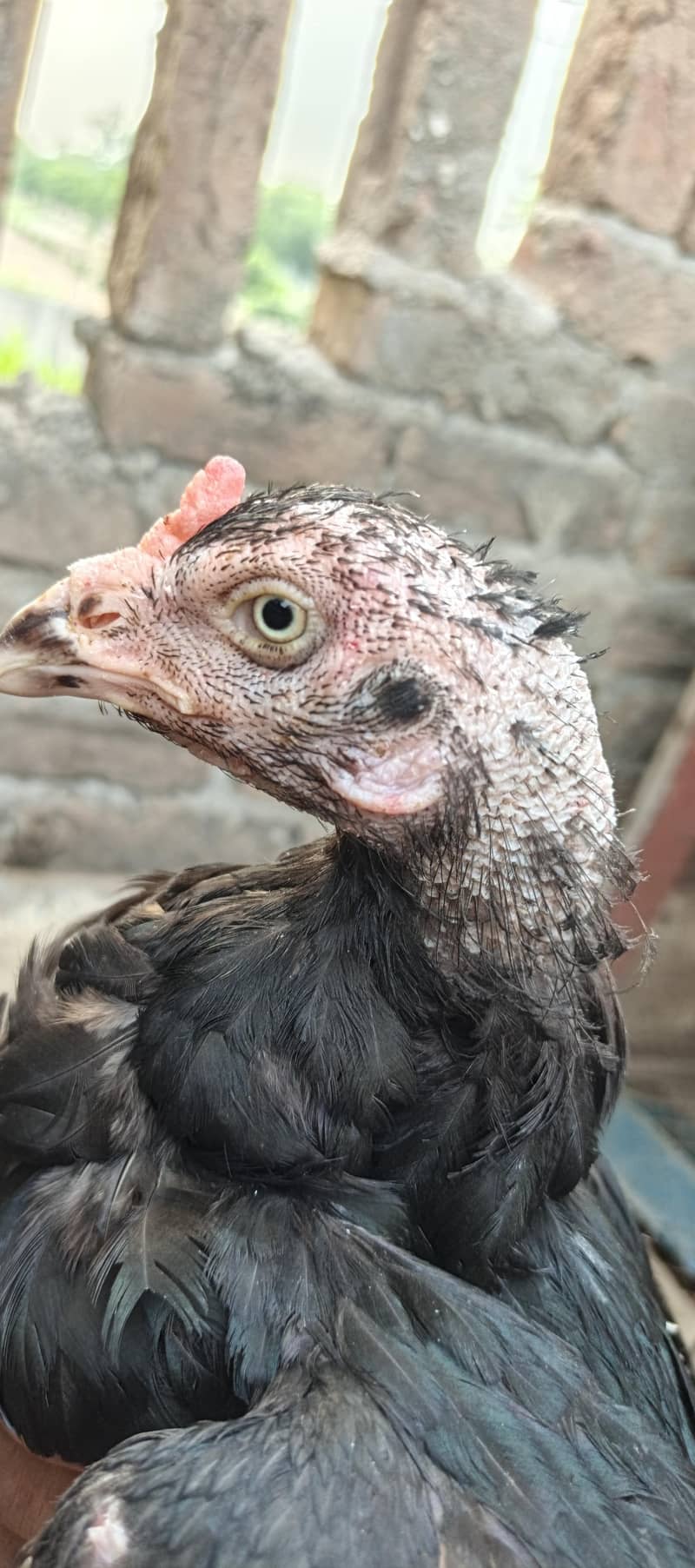 Aseel murgh 0