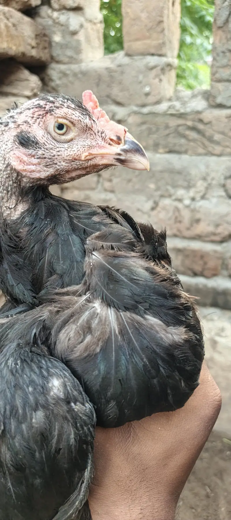 Aseel murgh — photo 2