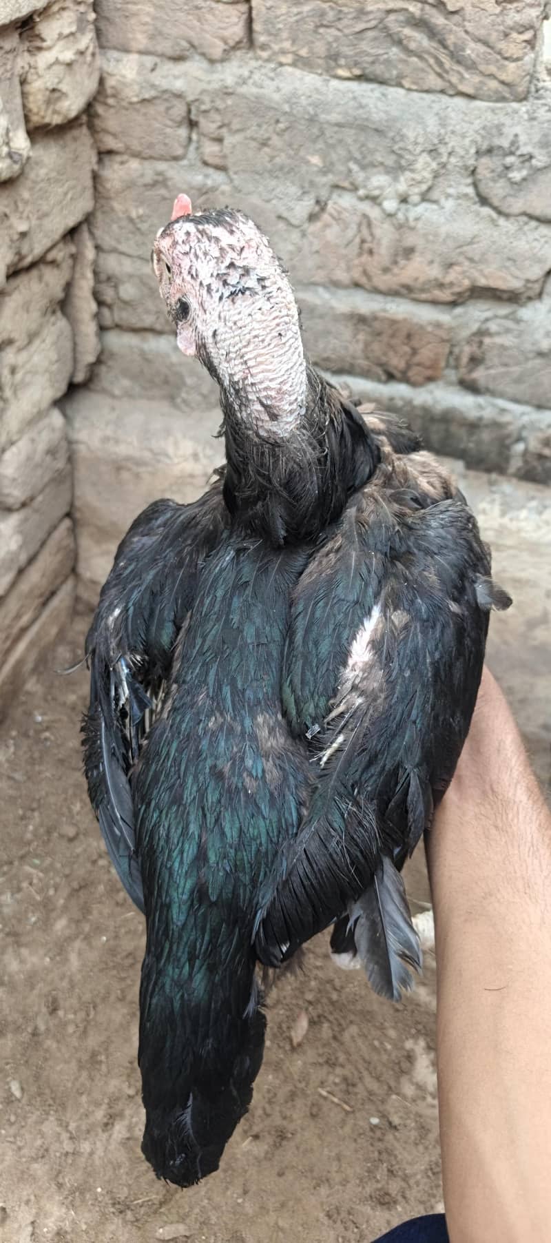 Aseel murgh 2