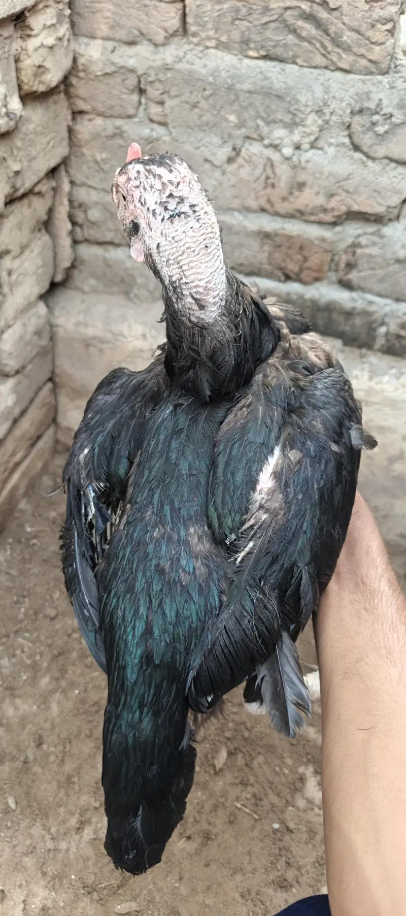 Aseel murgh — photo 3