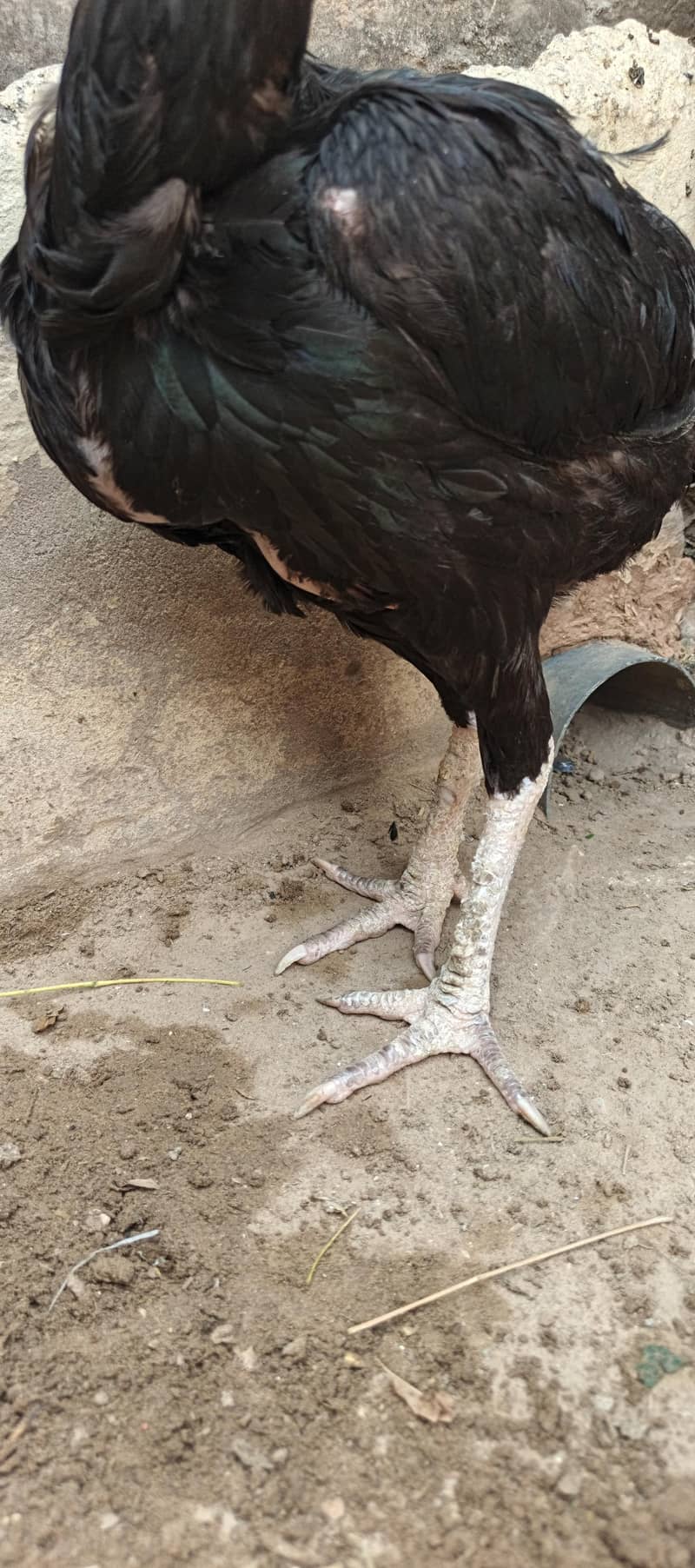 Aseel murgh 3