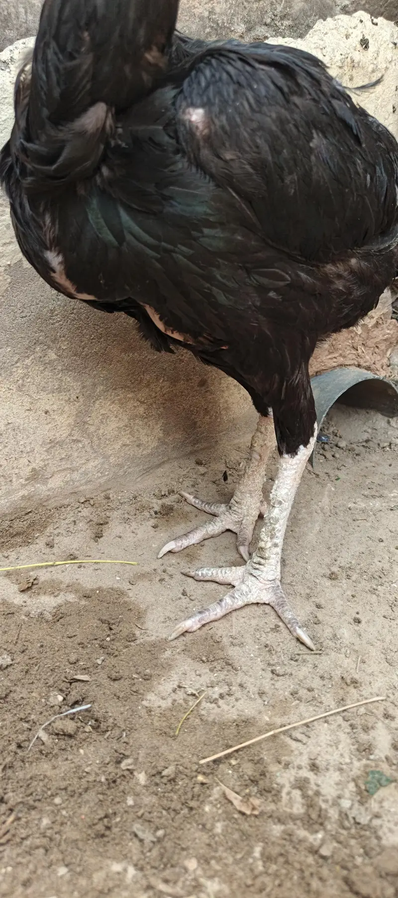 Aseel murgh — photo 4