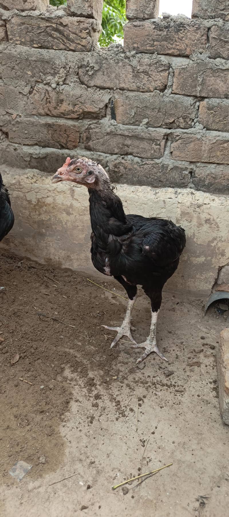 Aseel murgh 4