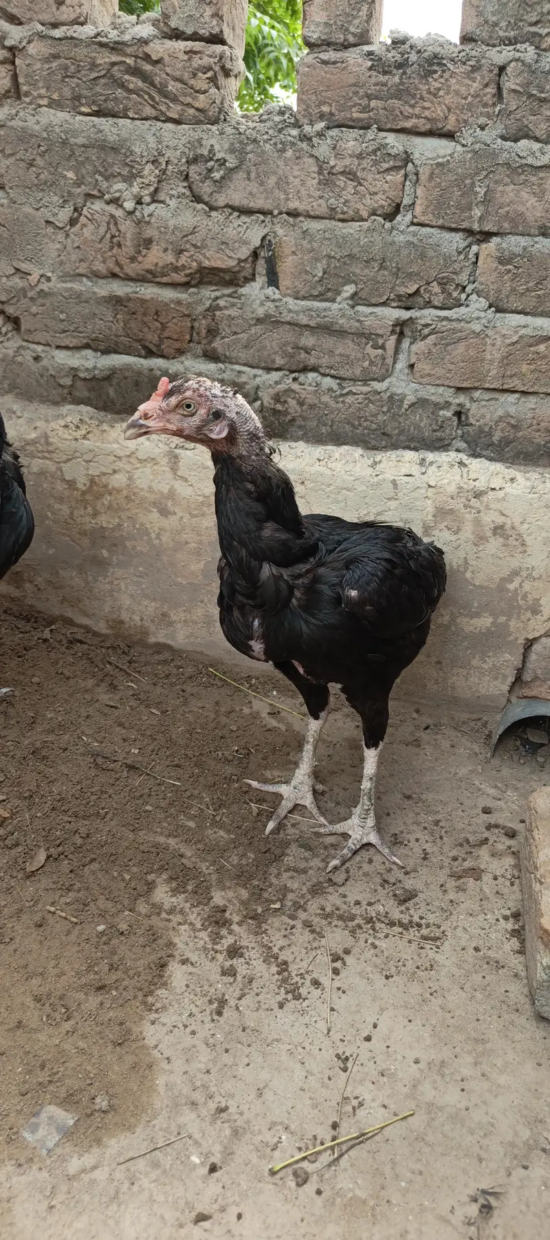 Aseel murgh — photo 5