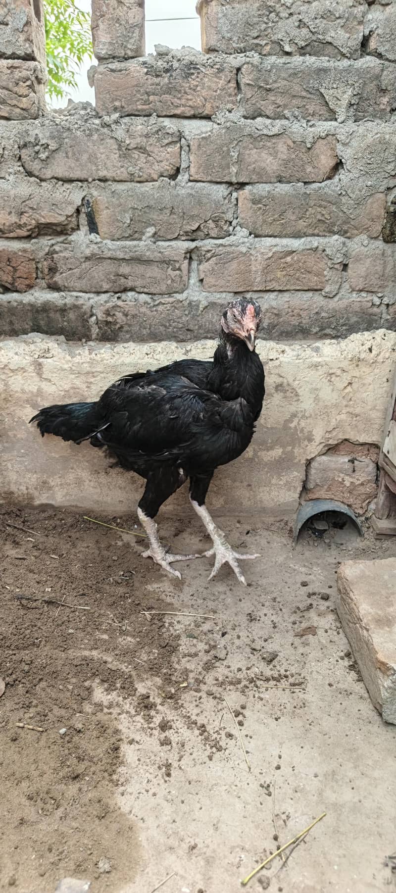 Aseel murgh 5
