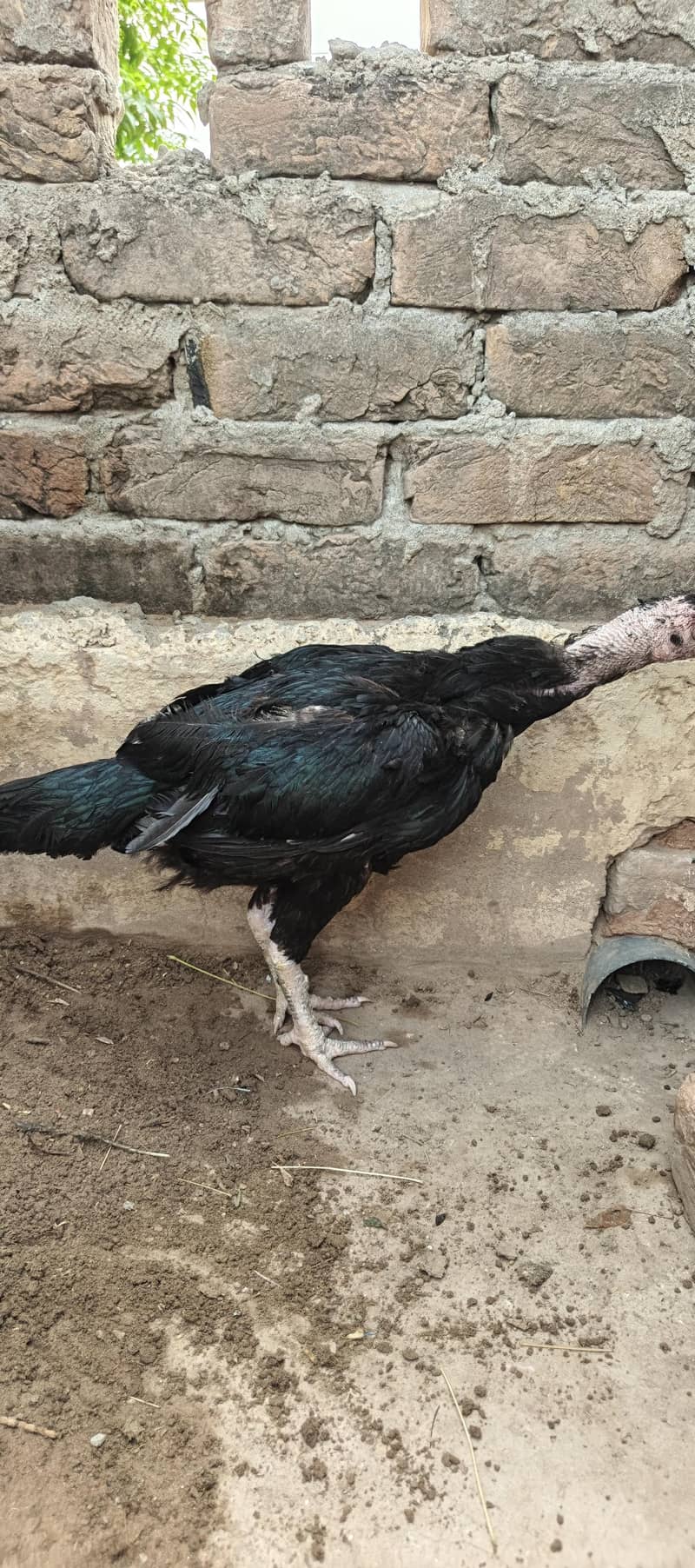 Aseel murgh 6