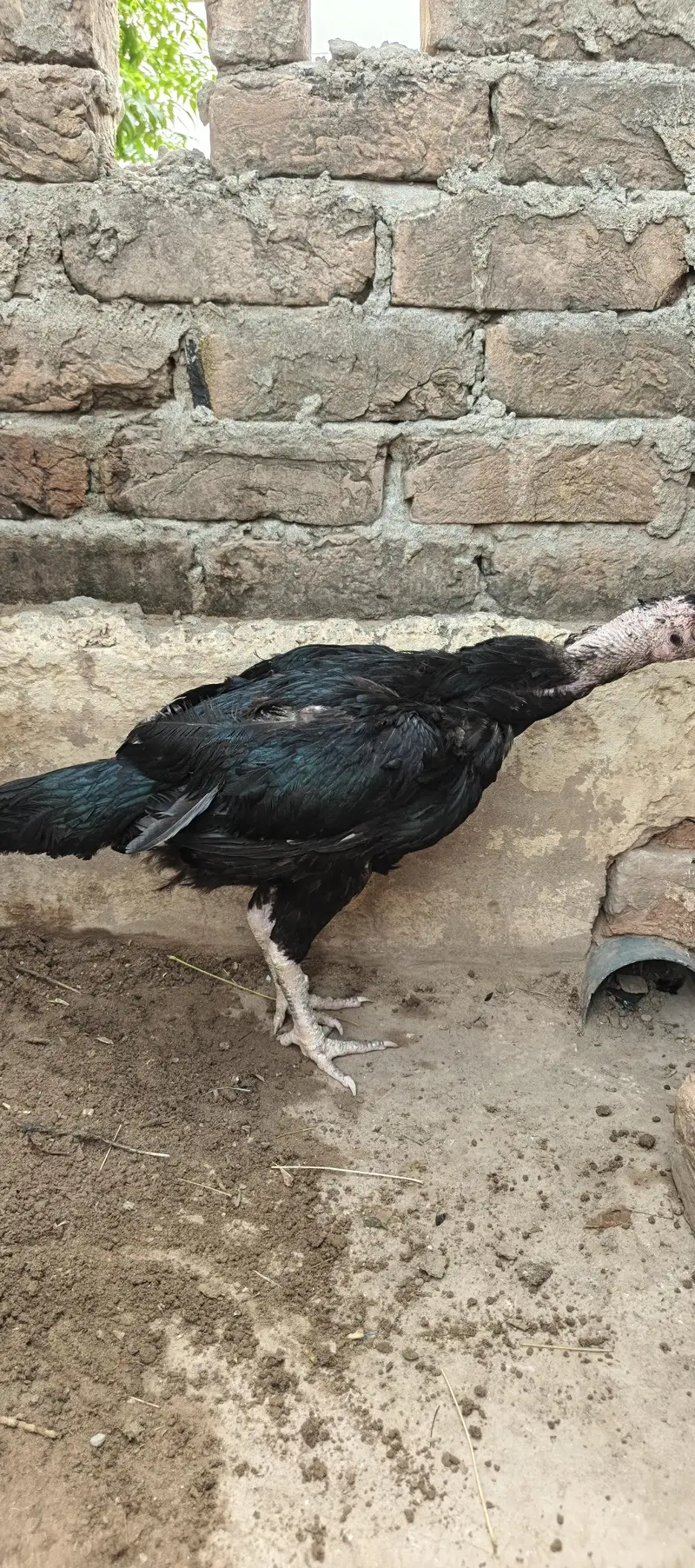 Aseel murgh — photo 7
