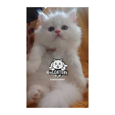 Persian British punch face piki face kitten cat available
