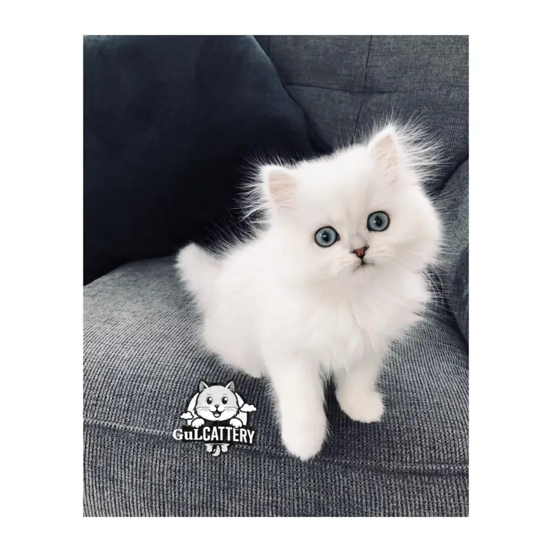 Persian British punch face piki face kitten cat available — photo 10