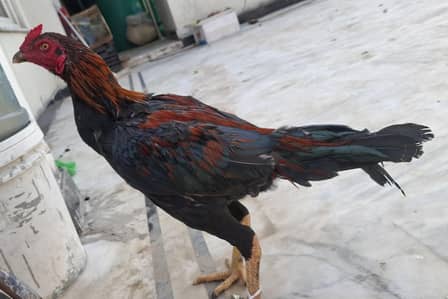 Desi Aseel Murgha