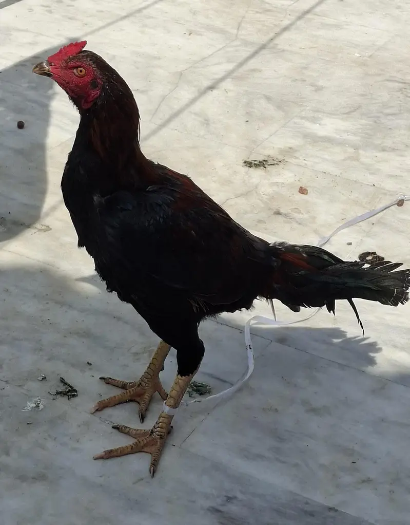Desi Aseel Murgha — photo 3