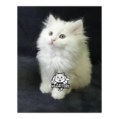 Persian British punch face piki face kitten cat available