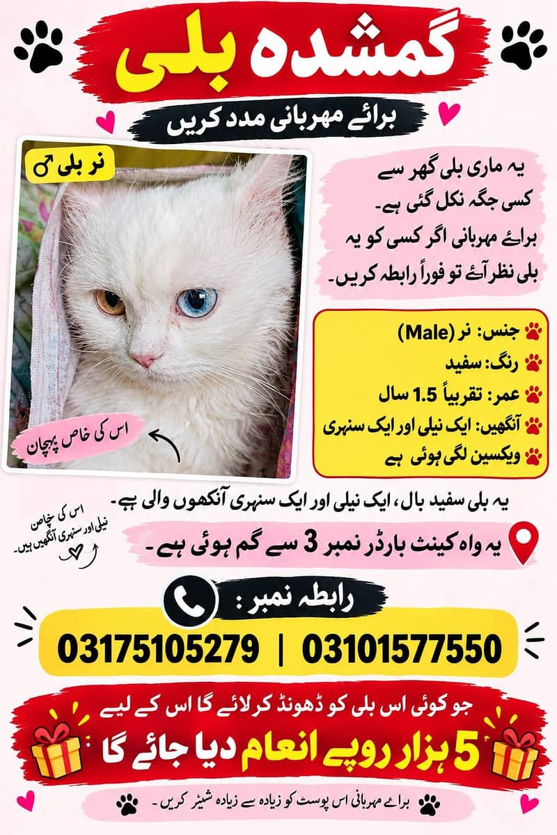Persian cat lost 2