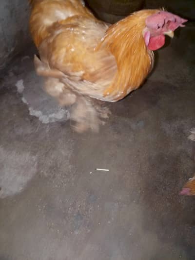 Golden buff 2male ready to breed