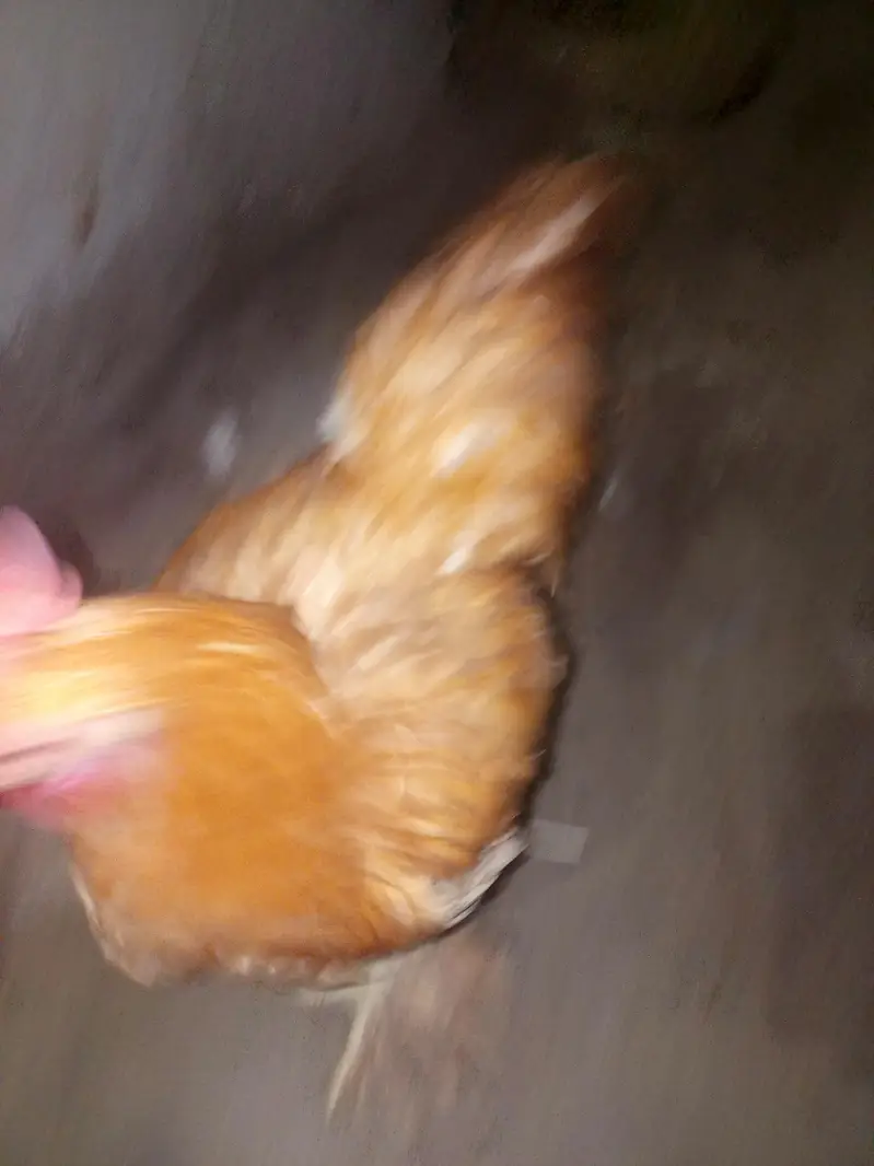 Golden buff 2male ready to breed — photo 2
