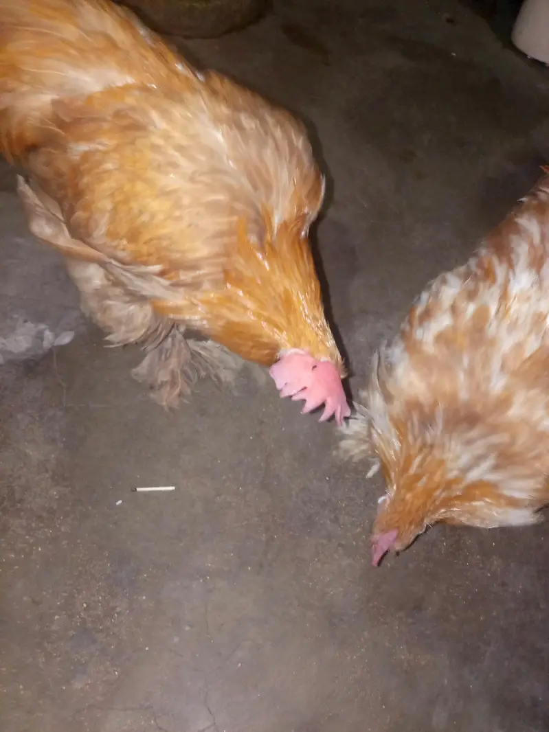 Golden buff 2male ready to breed — photo 3