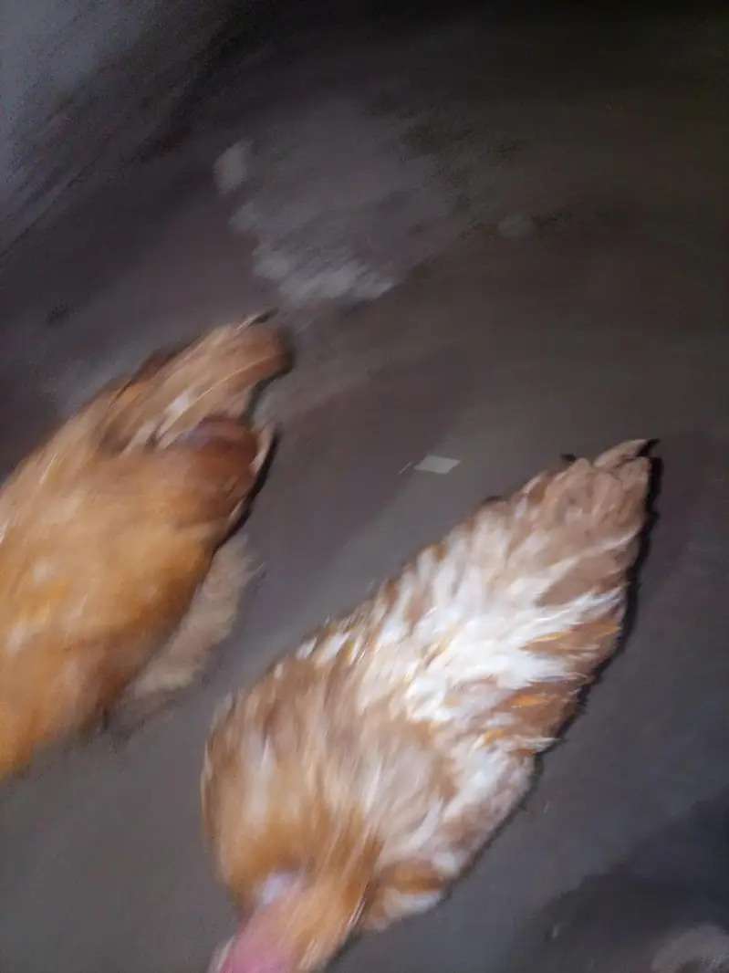 Golden buff 2male ready to breed — photo 4