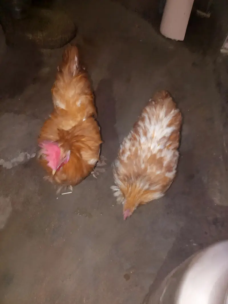 Golden buff 2male ready to breed — photo 5