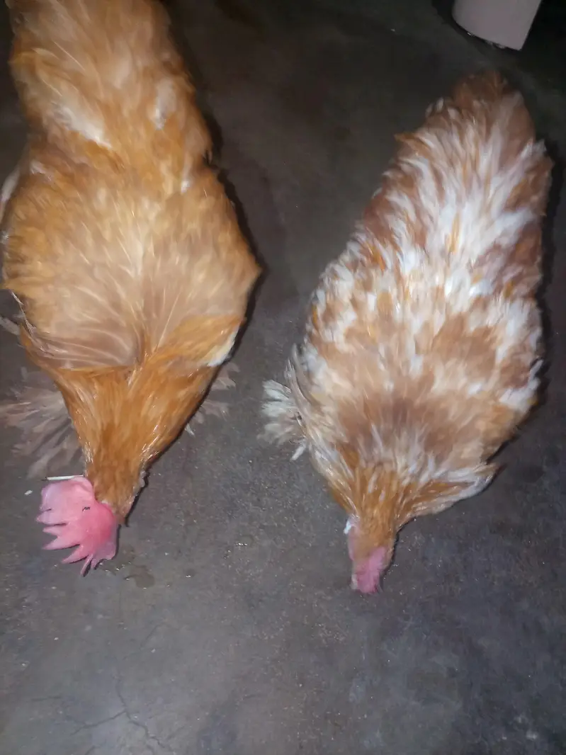 Golden buff 2male ready to breed — photo 6