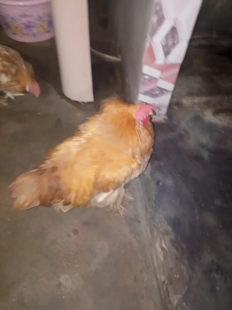 Golden buff 2male ready to breed — photo 7