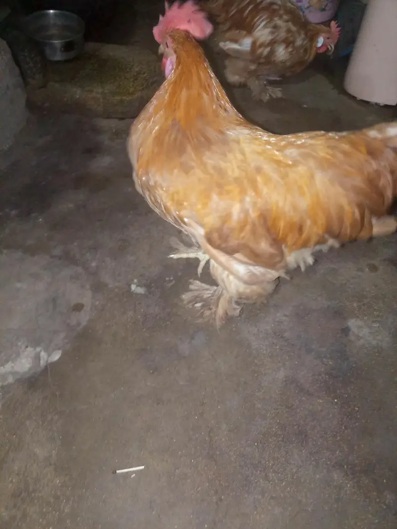 Golden buff 2male ready to breed — photo 8