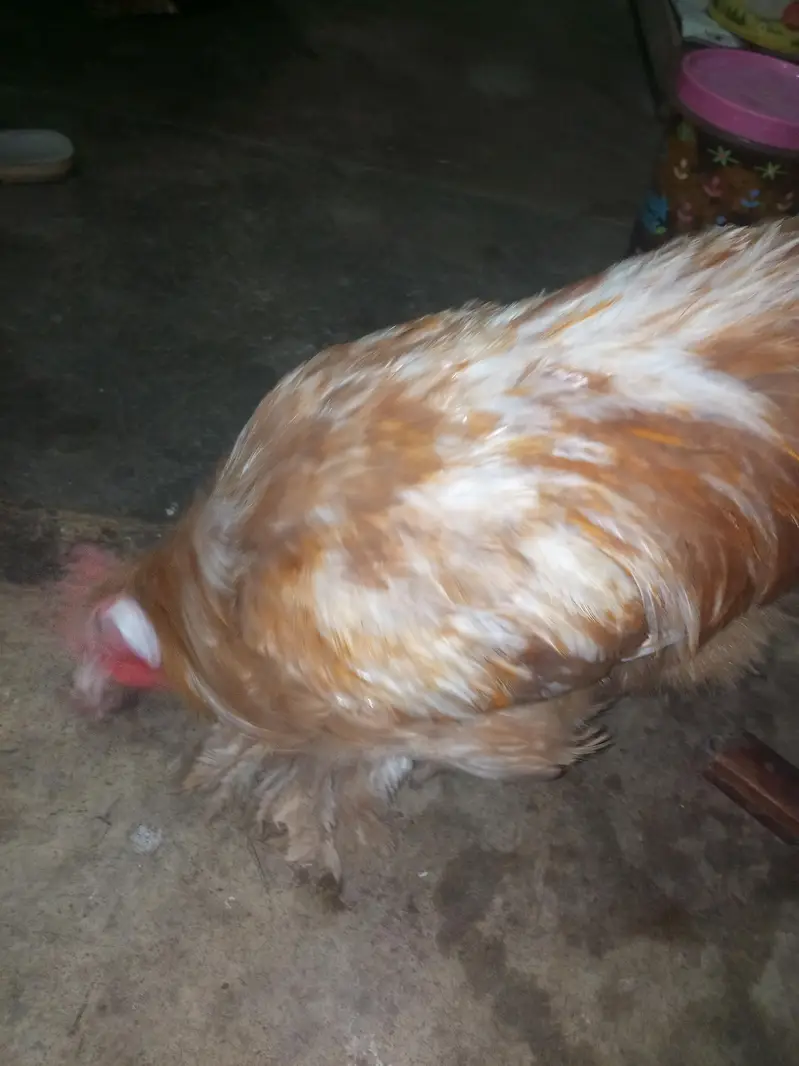 Golden buff 2male ready to breed — photo 10