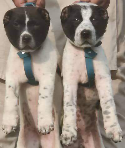 afghan kuchi for sale available