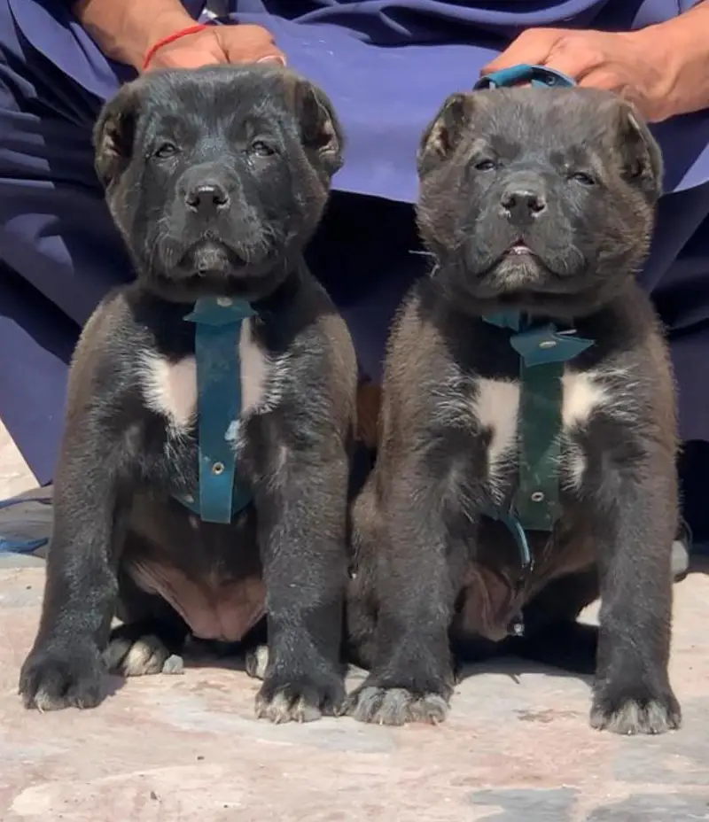 afghan kuchi for sale available — photo 2